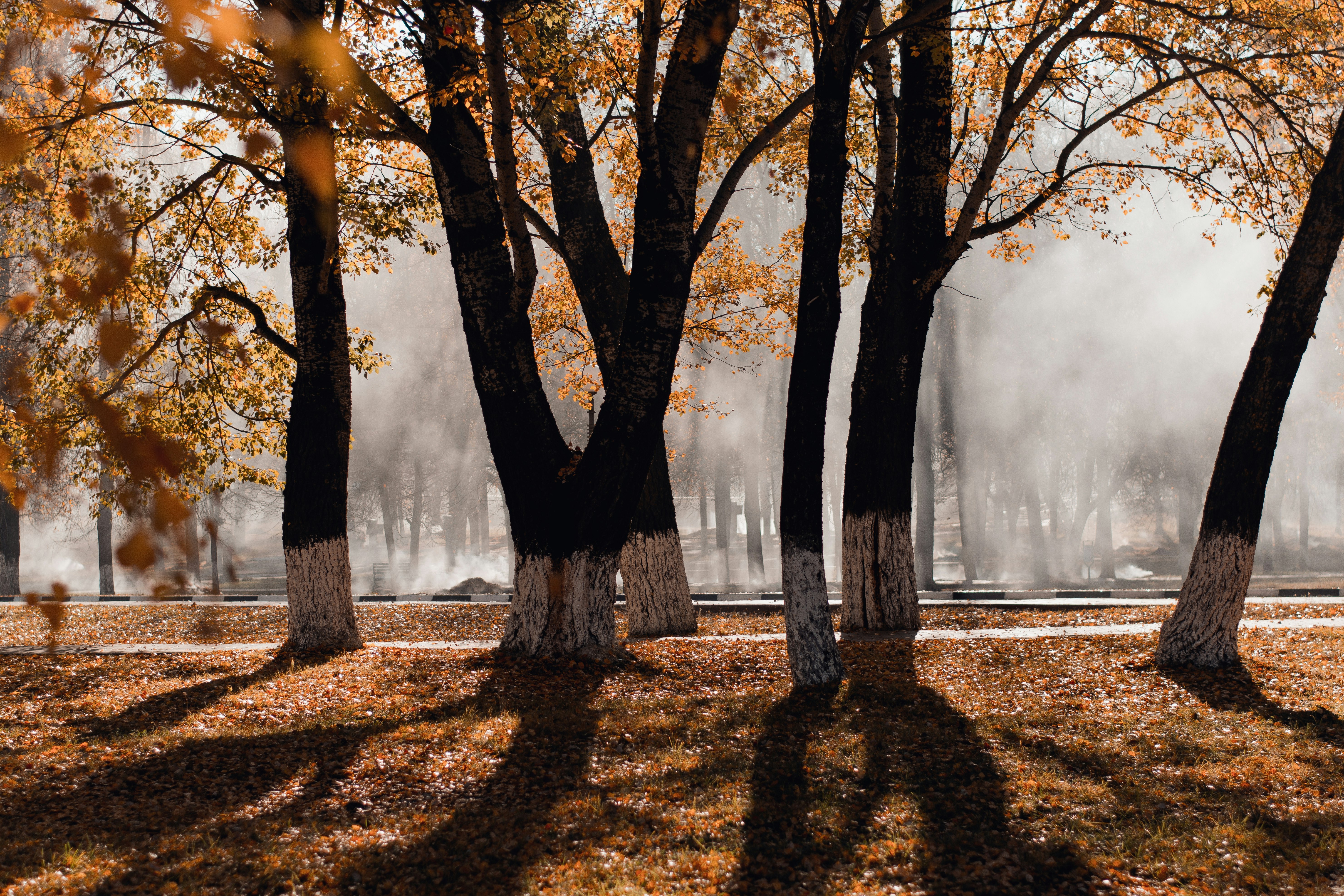 green trees